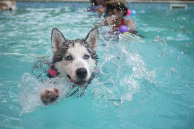 Эксперт поделился лайфхаками, как научить собаку плавать