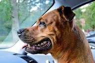 Эксперты объяснили, почему собака ревнует хозяина к другим людям