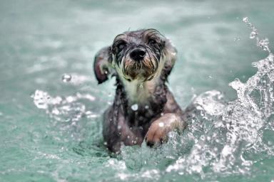  Почему собака не хочет купаться: 5 основных причин