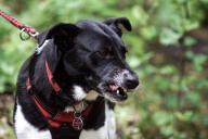 Почему собака боится людей: эксперты назвали 3 причины