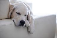 Почему собака устраивает дома бардак: эксперты назвали 3 причины