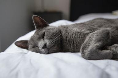 Эксперты объяснили, почему кошки любят спать возле ног хозяина