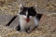 Эксперты объяснили, почему кошки любят атаковать человеческую руку