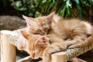 5 научных фактов о кошках, после которых вы иначе посмотрите на своего питомца