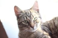 Пропавшая кошка нашлась спустя 12 лет, но оказалась ненужной хозяйке