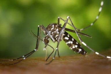 5 народных способов защититься от комаров