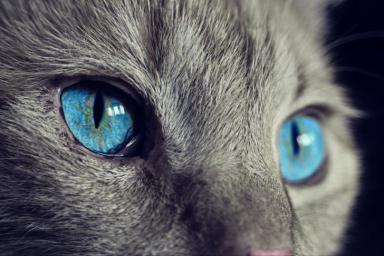 Учёные доказали, что кошки являются переносчиками коронавируса