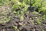 Сбор картофеля: как определить сроки, рекомендации от опытных дачников