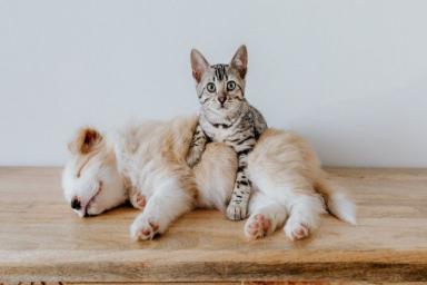Кошки или собаки? Эксперты узнали, кто из животных больше любит человека