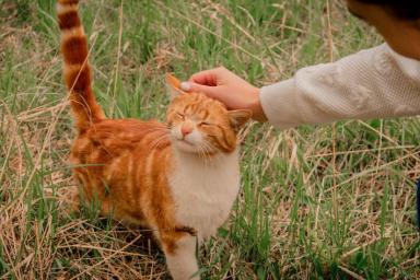 Почему кошка царапает хозяина в тот момент, когда он ее гладит: мнение эксперта