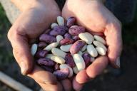 Закуска из фасоли и баклажанов на зиму: простой и вкусный рецепт