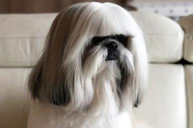 Похожая на Леди Гагу собака покорила интернет-пользователей