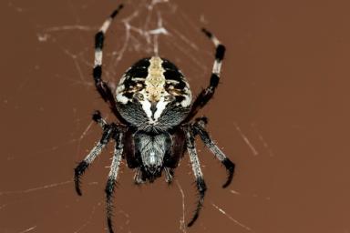 Приложение для распознавания пауков и змей появилось в Австралии