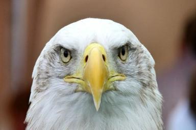 В США белоголовый орлан уничтожил летящий правительственный беспилотник