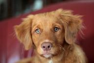 Почему собаке не нравится, когда ее трогают за морду: об этом мало кто знает