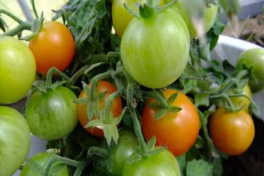 Как можно ускорить созревание томатов: дачные советы огородникам