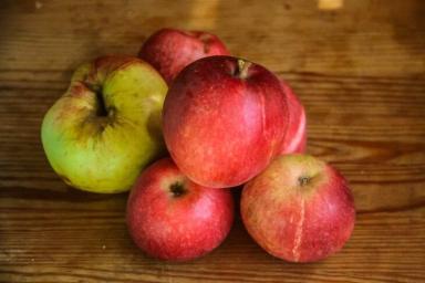 Диетологи назвали категорию людей, кому нельзя есть яблоки
