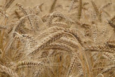 Минсельхоз: урожайность зерновых в Беларуси выше уровня 2019 года