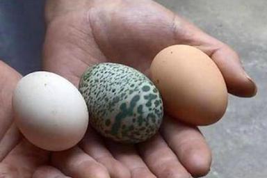 Вы вряд ли такое видели: Курица снесла зеленое яйцо и удивила фермера