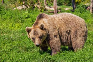 Зарычала и подожгла газету. 84-летняя россиянка спаслась от медведя 