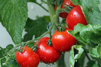 Эксперты рассказали, как правильно есть помидоры для максимальной пользы