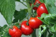 Эксперты рассказали, как правильно есть помидоры для максимальной пользы