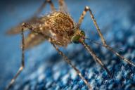 Ученые объяснили важную функцию комаров в природе