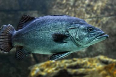 Ученые обнаружили рыб, способных перемещаться по суше