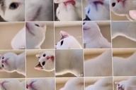 Оказался настоящей моделью: Хозяйка заглянула в планшет и узнала о проделках любимого кота