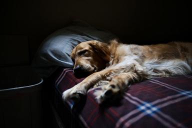 3 причины, по которым собака любит спать на вашем месте