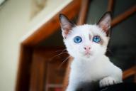 Почему кошка просит открыть дверь, но не заходит внутрь? Ученые нашли 3 причины