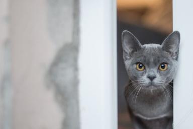 Почему кошки воруют хозяйскую одежду: эксперты назвали 5 причин странного поведения