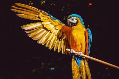 В британском зоопарке изолировали 5 попугаев: они оскорбляли посетителей