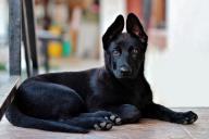 Почему собака гоняется за своим хвостом? Вы удивитесь