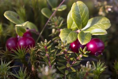 Ученые назвали ягоду, которая оказалась «секретом долгожителя»