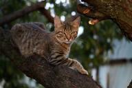 Эксперты рассказали, почему нельзя брать кошку на руки