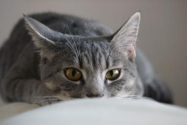 Почему кошки любят баловаться: эксперты назвали основные причины