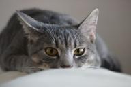 Почему кошки любят баловаться: эксперты назвали основные причины