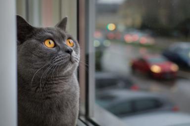 Эксперт объяснила, почему кошки любят смотреть в окна
