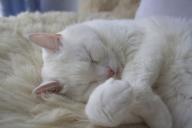 Почему кошки любят спать в хозяйской постели: ученые назвали 3 причины