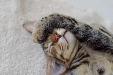 Эксперты объяснили, зачем кошки закрывают нос лапами
