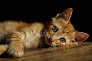 Почему кошки пристально смотрят на человека: ученые назвали 4 причины