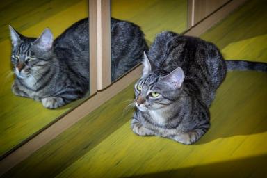 Ученые объяснили, почему кошки не любят смотреться в зеркало