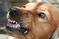 Эксперты назвали 5 типов людей, которых собаки ненавидят всей душой