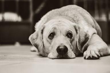 4 неожиданные причины, по которым грустят собаки