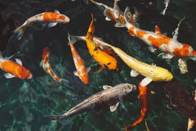 Удивительные обитатели морских глубин: 7 фактов о рыбах, о которых вы не знали