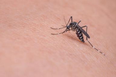 Ученые: укусы комаров могут быть смертельно опасны