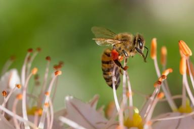 Пчелиный яд признан эффективным средством в борьбе с онкологией