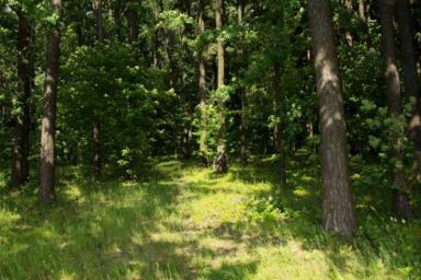 В этих районах Беларуси вновь установлено ограничение на посещение лесов