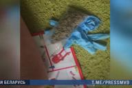 В Витебске задержали организатора интернет-магазина по продаже наркотиков